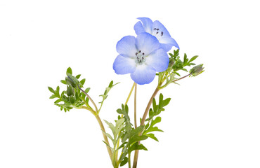 Poster - beautiful nemophila flower