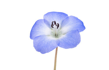 Wall Mural - beautiful nemophila flower