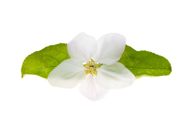 Sticker - apple blossom isolated