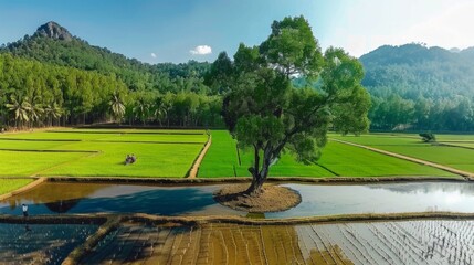 Canvas Print - Aerial View of Lush Rice Paddies and a Solitary Tree