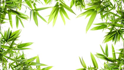 Wall Mural - Bamboo leaves isolated on white background with copy space for text