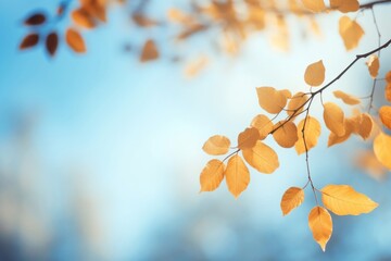 Wall Mural - autumn background leaf tree sky.