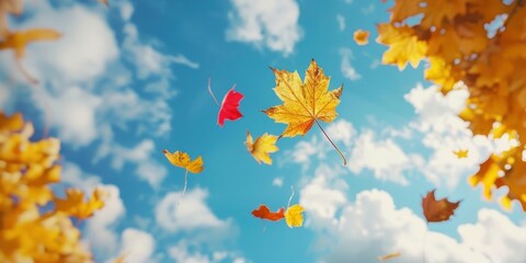 Wall Mural - falling autumn yellow and red maple leaves leaf sky outdoors.