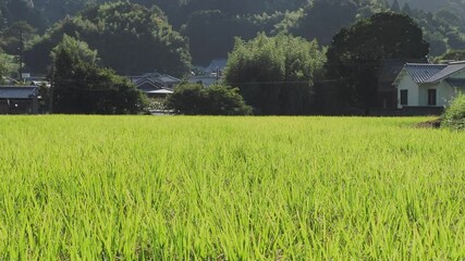 Sticker - トンボが飛び交う明日香村の田園風景