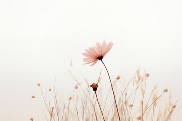 Wall Mural - Meadow with flower outdoors blossom nature.