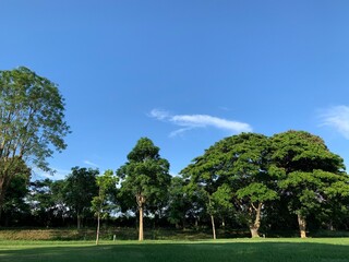 trees in the park