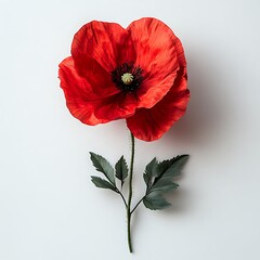 Canvas Print - A vibrant red poppy flower with green leaves on a white background.