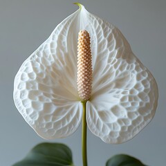 Wall Mural - Elegant white flower with textured petals and a central spadix.