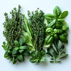 Wall Mural - Fresh herbs arranged for culinary use and presentation.