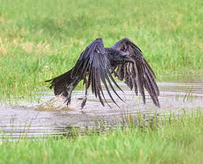 A carrion crow, Corvus corone, bird taking off and flying away after bathing in the water of a puddle on a meadow, Germany
