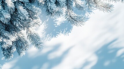 Wall Mural - Snow-covered pine branches casting shadows against a light blue background, evoking a serene winter scene, perfect for holiday themes. 