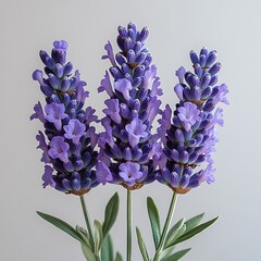 Wall Mural - Three lavender flower stems with purple blooms and green leaves.