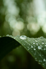 Reed leaves with water drops macro photography. Outdoor landscape. Organic, green leaves, water drop rain