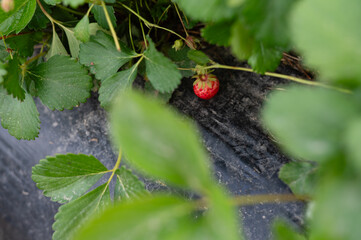 red currant berry