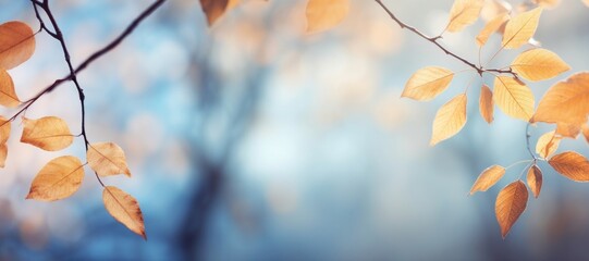 Wall Mural - autumn background leaf sky outdoors.