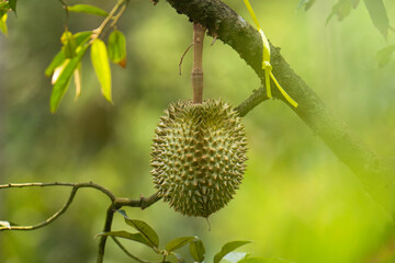 close up king of fruit durian of a branch