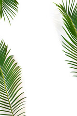 Wall Mural - Tropical leaf palm tree ( sago palm ) on a white background with space for text. Top view, flat lay