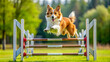 © janya - Dansk-Svensk G?rdshund jumping over agility hurdle on course, agility, dog, training, competition