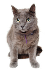 Wall Mural - Gray cat on a isolated white background.