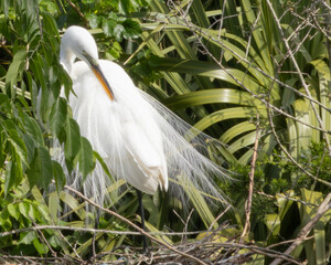 White Heron in nature