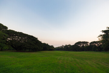 Green meadow grass sunset blue sky tree city park forest