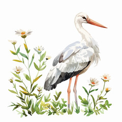 Stork and Floral Hand-drawn Watercolor Illustration Isolated on White Background