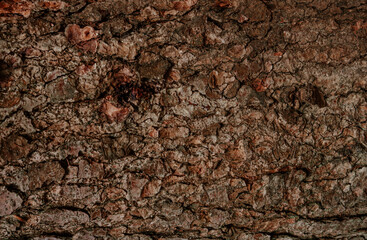 Detailed close-up of tree bark showcasing rich textures and earthy tones during daylight in a forest setting