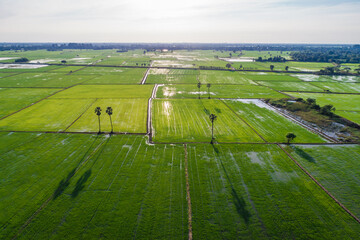 Green paddy rice plantation field sunset light agricultural industry