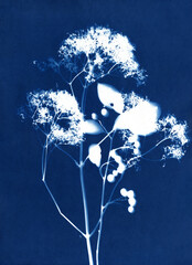 Botanical illustration in Prussian blue color. Cyanotypes, a kind of antique photography with freshly cut or dried flowers. Blue cyanotype of herbs and flowers. A Sun Print. Silhouettes of plants.