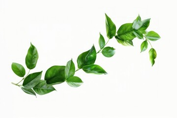 Wall Mural - Fresh green leaves on branch