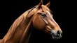 © Thanthara - Close-up portrait of a beautiful brown horse with a black background, showcasing its elegance and grace.