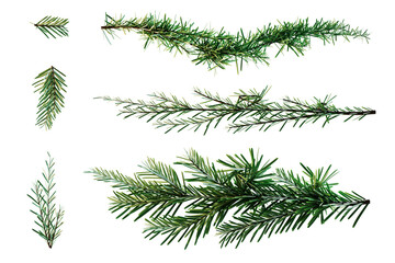 green fir twigs isolated on transparent white background for christmas designs