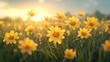 © Amina - Golden wildflowers bloom in a field at sunset, creating a vibrant and peaceful scene.