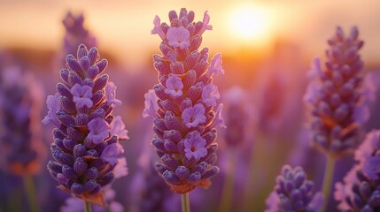 Wall Mural - Lavender Field Sunset