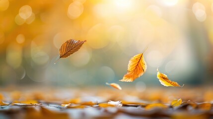 Poster - Autumn leaves leaf sunlight scenery.