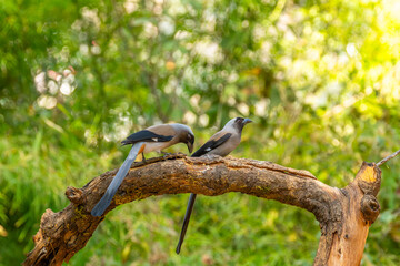 Wall Mural - bornean treepie (dendrocitta cinerascens) in sabah, borneo, malaysi
