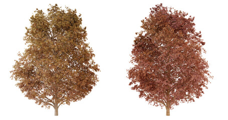 Two dry brown and red oak leaves isolated on transparent Background