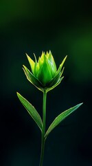 Sticker -  A tight shot of a green bloom against a black backdrop, superimposed with an out-of-focus flower silhouette behind