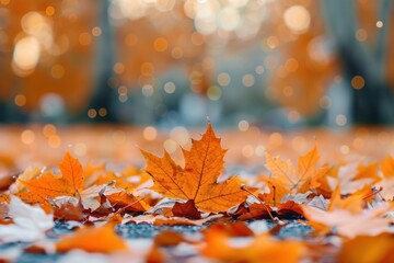 Sticker - Orange maple leaves on the ground autumn leaf plant.