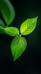 Canvas Print -  Close-up of a green leaf against black backdrop Background features a blurred depiction of leaves