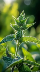 Wall Mural -  A tight shot of a green foliage plant against a softly blurred backdrop of trees and shrubs