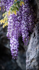 Sticker -  Purple flowers hanging from a stone wall, beside a leafy green tree