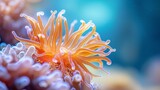  A single orange-and-white sea anemone sits atop another, forming a stack