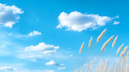 Wall Mural -  A blue sky dotted with fluffy white clouds, overlapping tall grass beneath