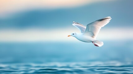 Canvas Print -  Seagull flying above tranquil water, backdrop of azure sky dotted with clouds near horizon