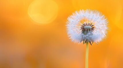 Wall Mural -  A dandelion against a yellow backdrop, its clear form lightly blurred