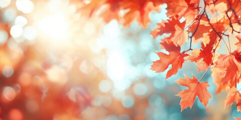 Wall Mural - Autumn background with red maple leaves and blurred bokeh light on a vintage color tone background leaf sunlight autumn.