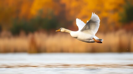 Canvas Print -  A white duck flies over tranquil water, framed by a forest in the background