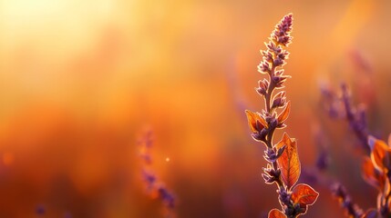 Poster -  A tight shot of a plant boasting purple blooms in the front, while the background softly blurs