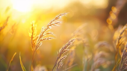 Poster - sun rays filtering, blades swaying in wind